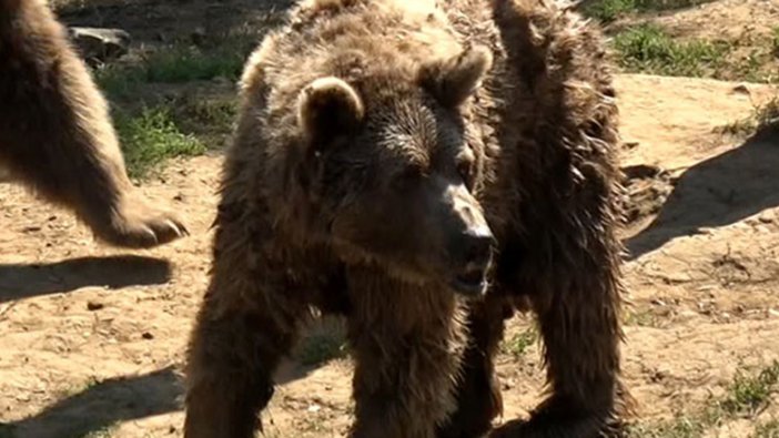 Son dansçı ayı ‘Brütüs’