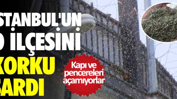 İstanbul'un o ilçesini korku sardı! Kapı ve pencereleri açamıyorlar