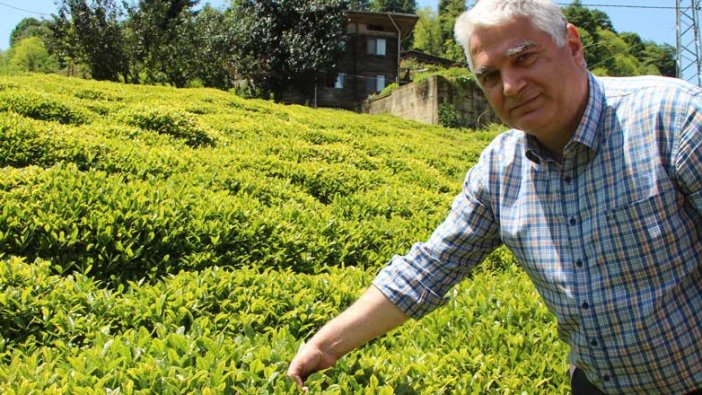 Doğu Karadeniz'de yaş çay hasadında geri sayım