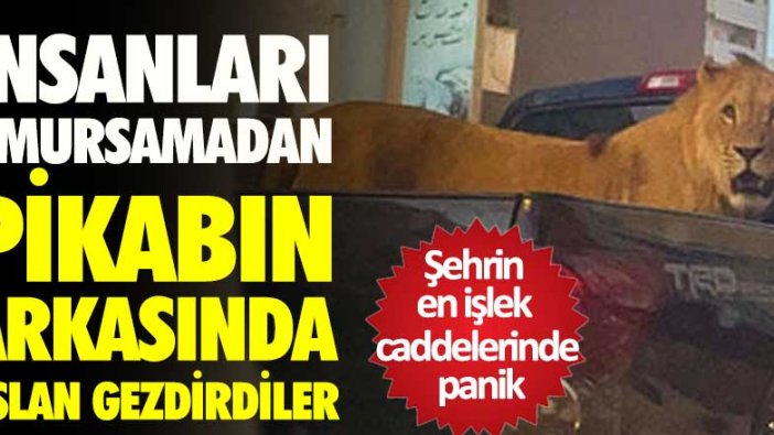 Libya’da, pikabın kasasında aslan gezdirdiler! Şehrin en işlek caddelerinde korku hakim oldu