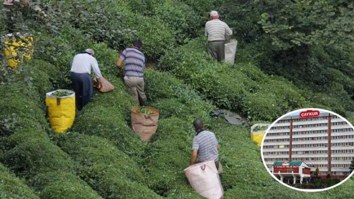 ÇAYKUR'da 2.1 Milyarlık zararın nedeni bulundu!