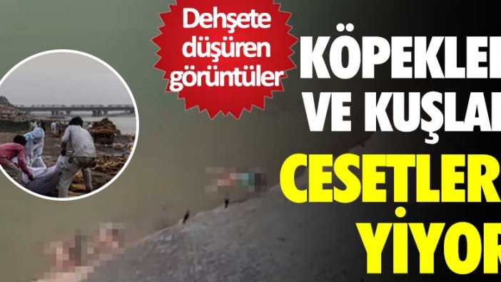 Hindistan'da dehşete düşüren görüntüler! Köpekler ve kuşlar cesetleri yiyor