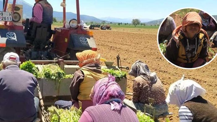 Atanamayan odyometri mezunu Ceylan Yarangünü tarlada çalışıyor