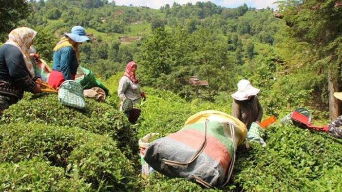 30 bin kişi çay tarımı için akın etti! Validen uyarı geldi