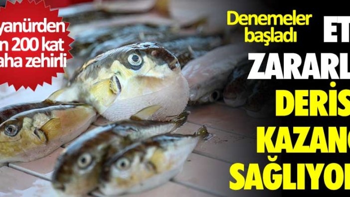 Balon balığının eti zararlı derisi kazanç sağlıyor! Denemeler başladı