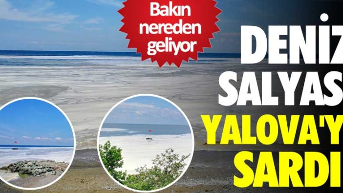 Yalova sahilinde 'deniz salyası' nedeniyle beyaz tabaka oluştu