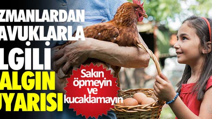 Uzmanlardan tavuklarla ilgili salgın uyarısı! Sakın öpmeyin ve kucaklamayın