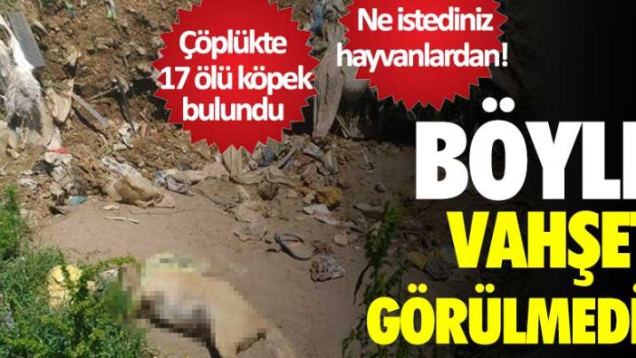 Sakarya'da hayvan katliamı!  Çöplükte 17 ölü köpek bulundu