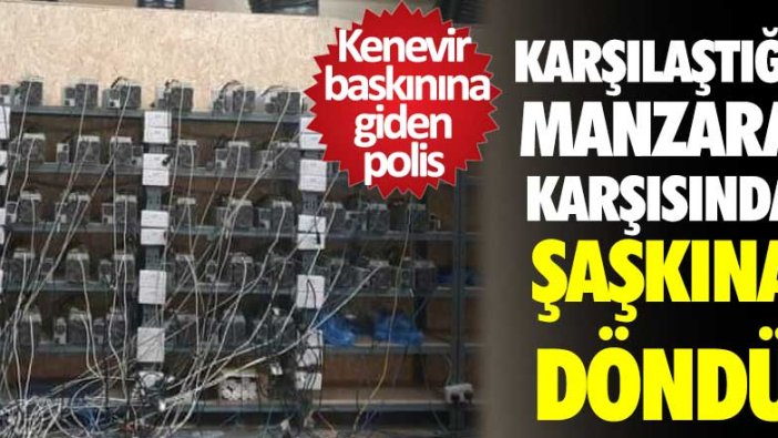 Kenevir baskınına giden polis karşılaştığı manzara karşısında şaşkına döndü