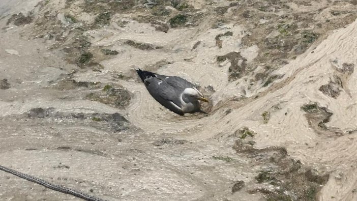 İzmit Körfezi yeniden deniz salyası ile kaplandı