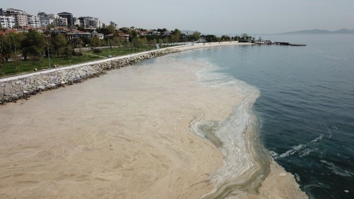 Bir an önce harekete geçilmezse... Marmara ve Ege'de salya alarmı