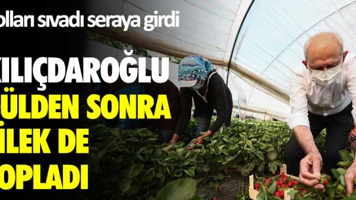 Kolları sıvadı seraya girdi... Kılıçdaroğlu gülden sonra çilek de topladı