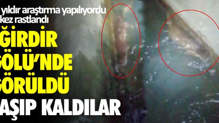 Isparta'da Eğirdir Gölü'nde su samuru görüldü şaşıp kaldılar!