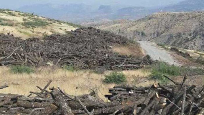 AKP'li vekilin babasından ağaç katliamı!