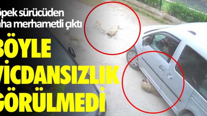 Böyle vicdansızlık görülmedi! Köpek sürücüden daha merhametli çıktı