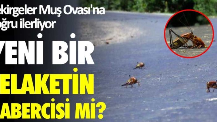 Yeni bir felaketin habercisi mi? Çekirgeler Muş Ovası'na doğru ilerliyor