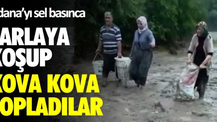 Adana'yı sel basınca tarlaya koşup kova kova topladılar!