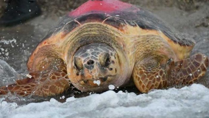 Caretta 'Likya'nın aylar süren yolculuğu! Uydudan takip edildi