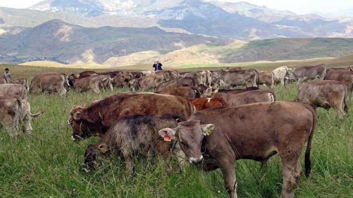 Hollanda inekleri Türkiye'de yaşayamadı