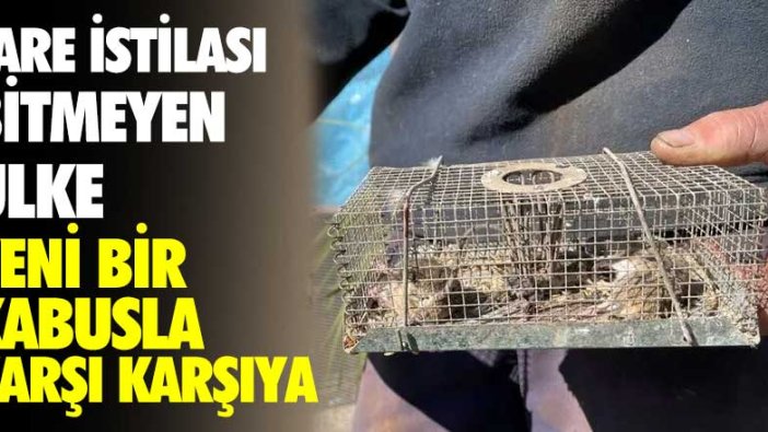 Fare istilası bitmeyen ülke yeni kabusla karşı karşıya