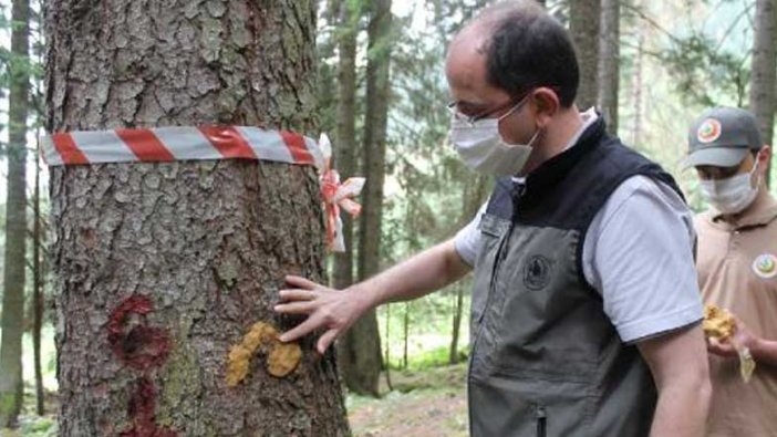 Karadeniz'de ilk kez görüldü! Katil arılar için harekete geçildi