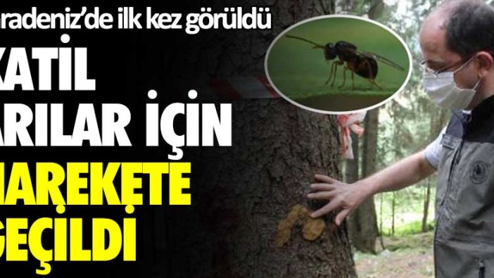 Karadeniz'de ilk kez görüldü! Katil arılar için harekete geçildi