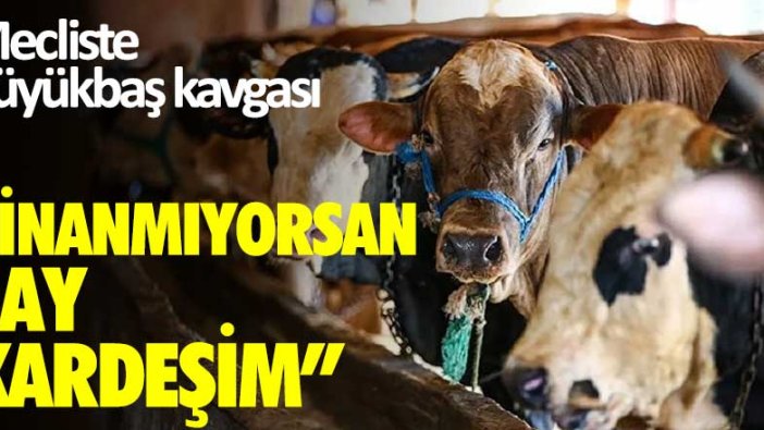 Mecliste büyükbaş kavgası: "İnanmıyorsan say kardeşim"