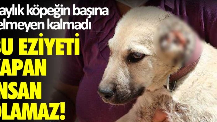 3 aylık köpeğin başına gelmeyen kalmadı! Bu eziyeti yapan insan olamaz