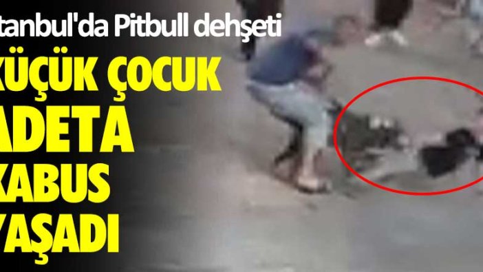 İstanbul'da pitbull dehşeti! Küçük çocuk adeta kabus yaşadı