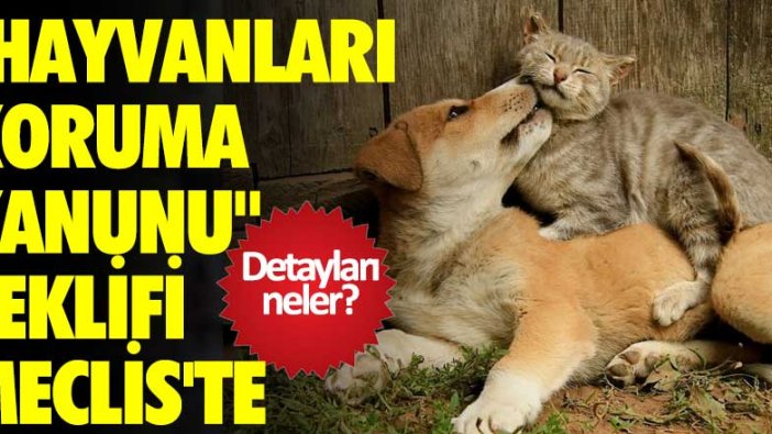 Detayları neler? Hayvanları Koruma Kanunu teklifi Meclis'te