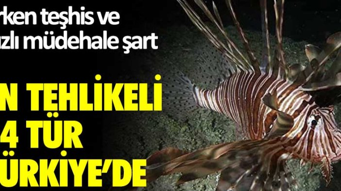 En tehlikeli 14 tür Türkiye'de... Erken teşhis ve hızlı müdehale şart