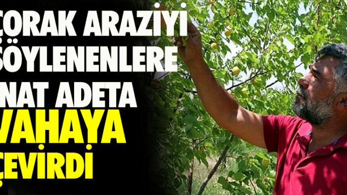 Çorak araziyi söylenenlere inat adeta vahaya çevirdi