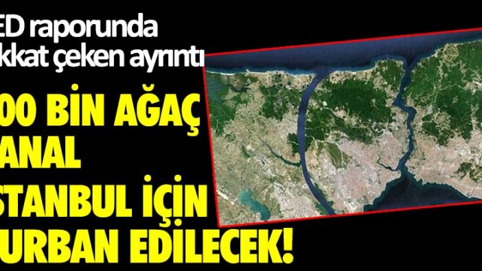 ÇED raporunda dikkat çeken ayrıntı: 400 bin ağaç Kanal İstanbul için kurban edilecek!
