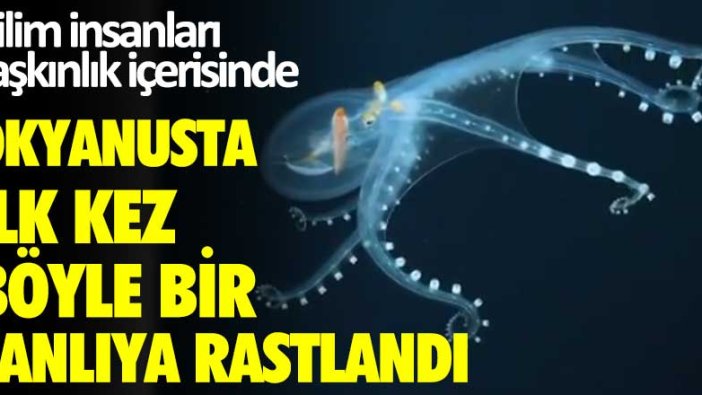 Bilim insanları şaşkınlık içerisinde! Okyanusta ilk kez böyle bir canlıya rastlandı