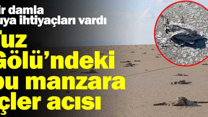 Bir damla suya ihtiyaçları vardı! Tuz Gölü'ndeki bu manzara içler acısı...