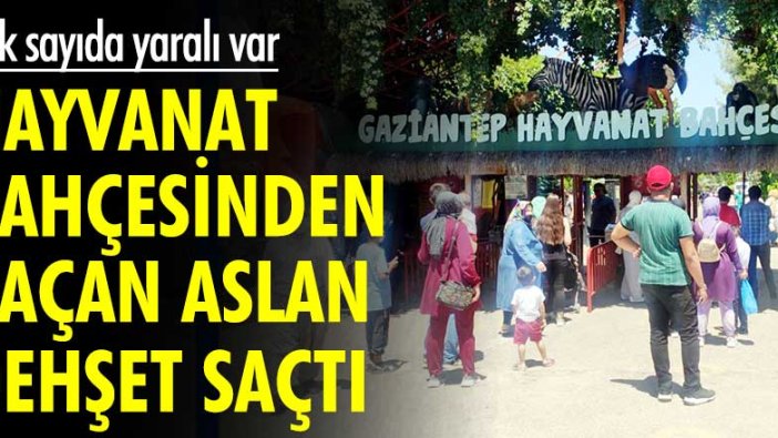 Hayvanat bahçesinden kaçan aslan dehşet saçtı! Çok sayıda yaralı var...