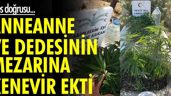 Pes doğrusu... Anneanne ve dedesinin mezarına kenevir ekti