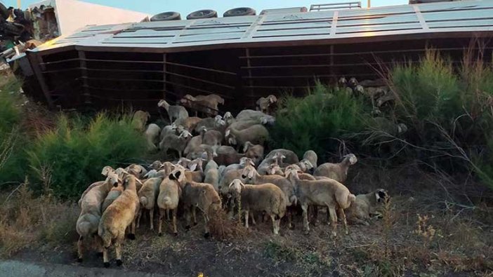 Osmaniye'de onlarca koyun telef oldu!