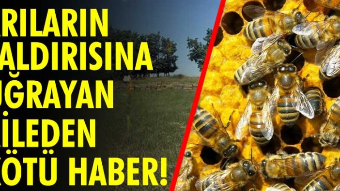 Arıların saldırısına uğrayan aileden kötü haber!