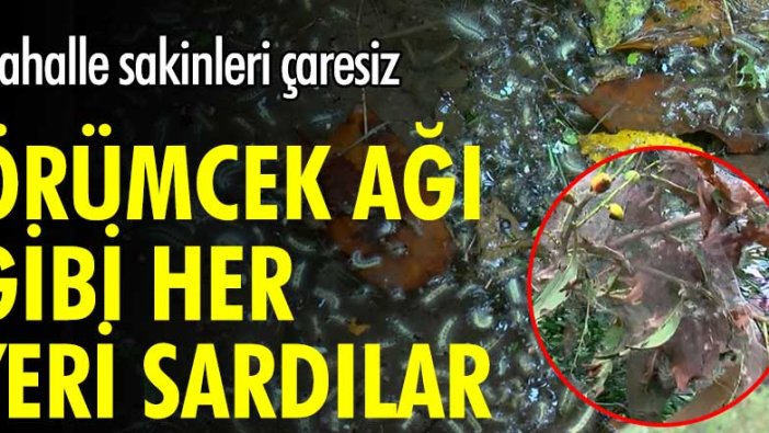 Beykoz'da tırtıl istilası! Örümcek ağı gibi her yeri sardılar