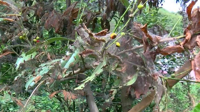 Beykoz'da tırtıl istilası! Örümcek ağı gibi her yeri sardılar