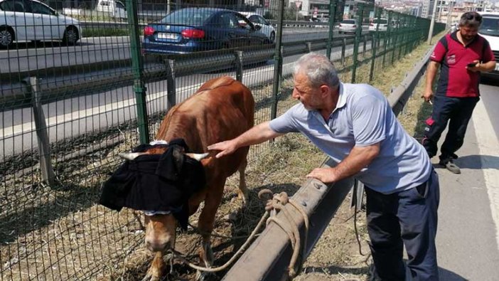 Pendik'te kaçan boğa D-100 Karayolunu kilitledi!