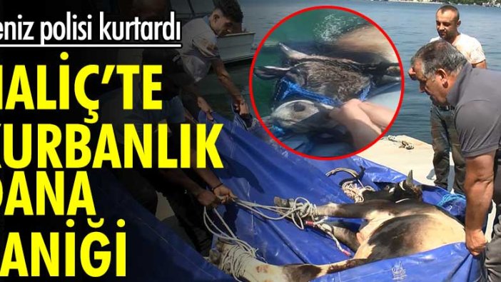 Haliç'te kurbanlık dana paniği! Deniz polisi kurtardı