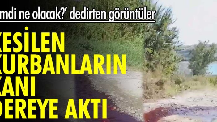 Kesilen kurbanların kanı dereye aktı! 'Şimdi ne olacak?' dedirten görüntüler..