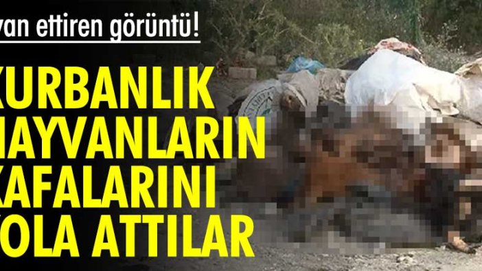 İsyan ettiren görüntü! Kurbanlık hayvanların kafalarını yola attılar