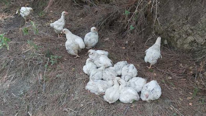 Adana'da yüzlerce civciv ölüme terk edildi!