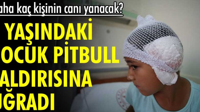 Daha kaç kişinin canı yanacak? 8 yaşındaki çocuk, pitbull saldırısına uğradı