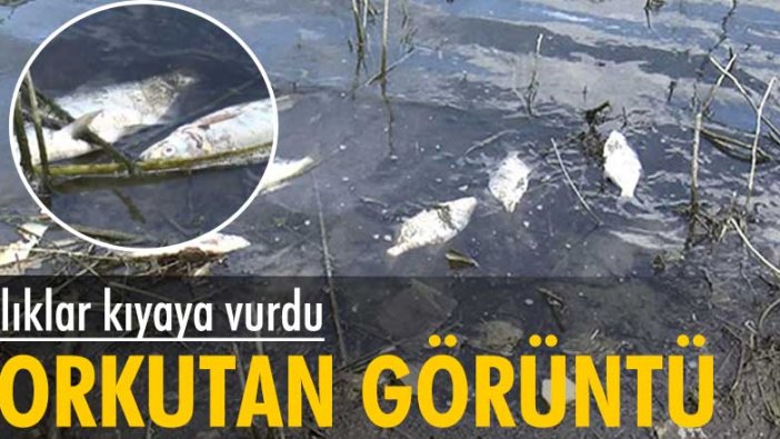 Balıklar kıyaya vurdu! Alibeyköy Barajı'nda korkutan görüntü