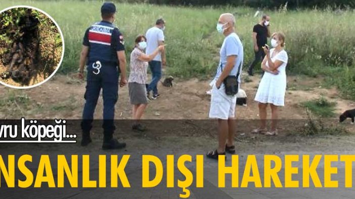 İstanbul'da vahşet! Yavru köpek yakılarak öldürüldü