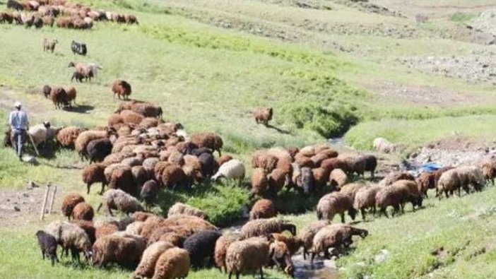 Gençler sizi doğada görmek isteriz! 7 bine çoban bulamıyor